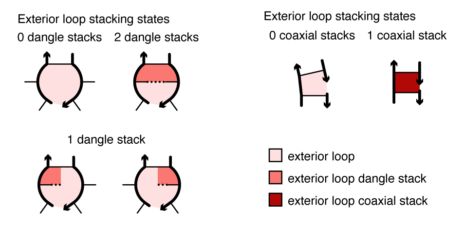 Coaxial and dangle stacking states for two exterior loops